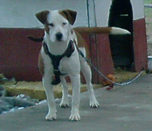 esta es mi beba la quiero mucho y es muy iperactiva la tengo amarrada porque le gusta brincarse al techo de la vecina jaja esta es mi beba la quiero mucho y es muy iperactiva la tengo amarrada porque le gusta brincarse al techo de la vecina jaja